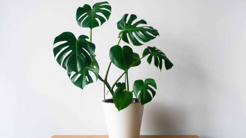 Monstera w doniczce